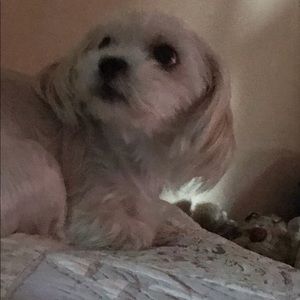 Meet your Posher, Lori